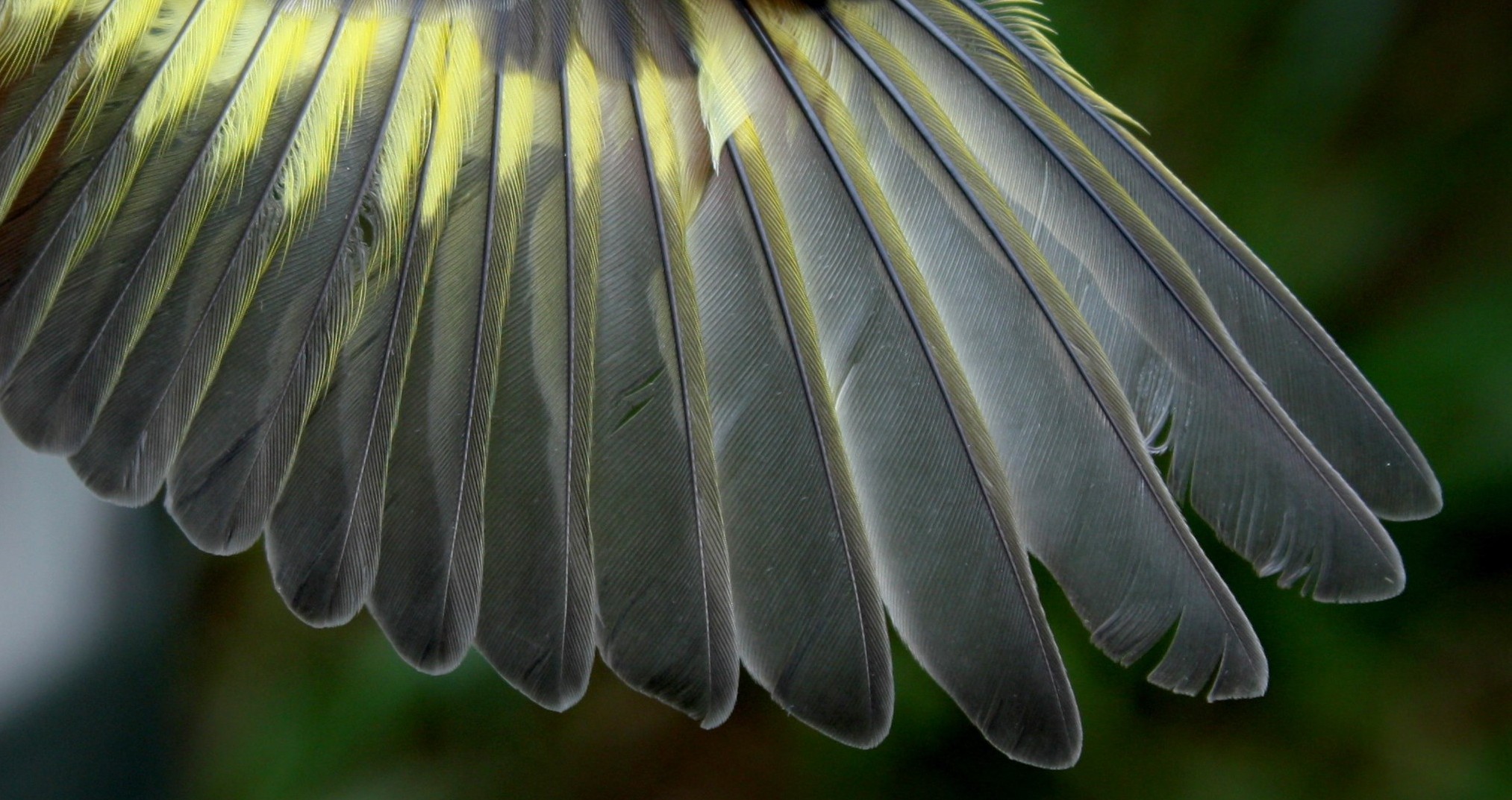 AMRE wing