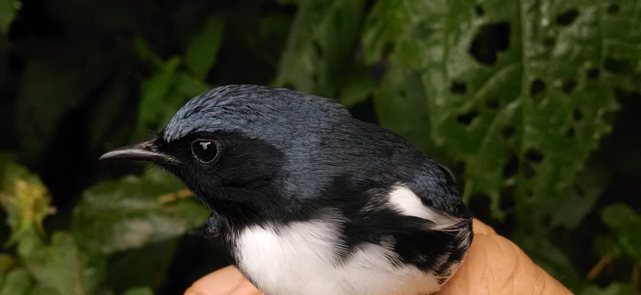 Male Black-throated Blue Warbler